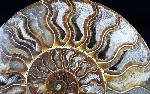 Cleoniceras (Grycia) besairiei COLLIGNON 1949 - Bild © FossNet FossilienStore